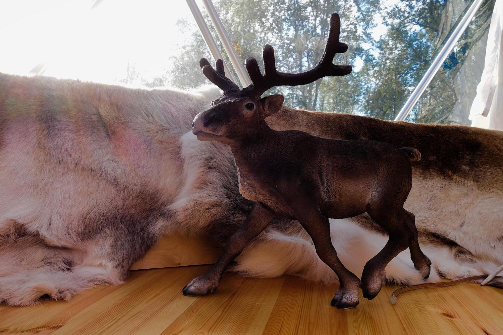 Wild Caribou Dome Otel Lakselv Dış mekan fotoğraf